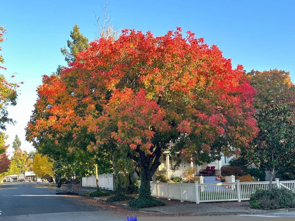 Landscaping Tips August 4 – Leaf Landscape Supply