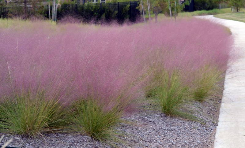Muhly Grasses 1 – Leaf Landscape Supply