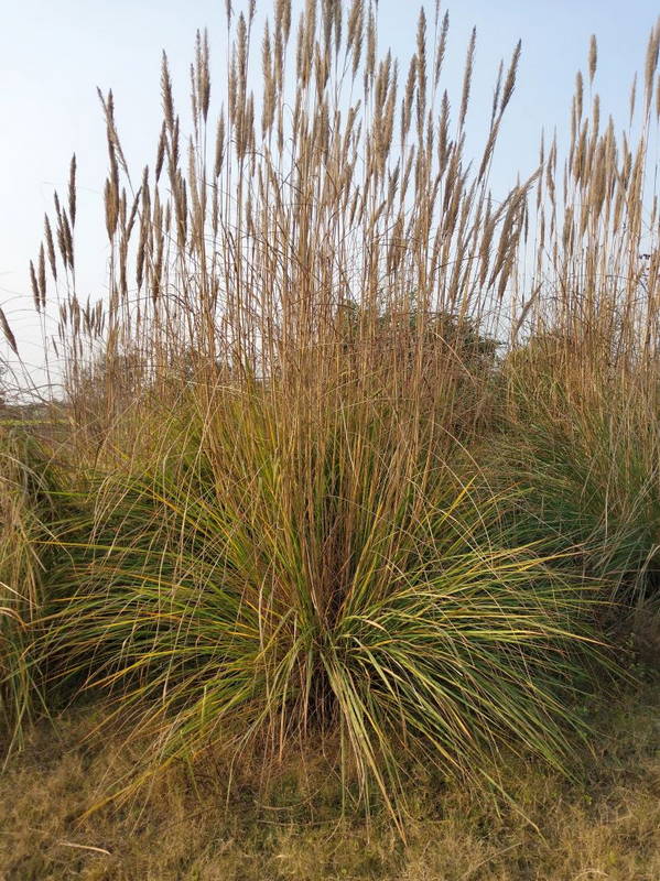 Muhly Grasses 3 – Leaf Landscape Supply
