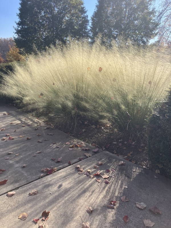 Muhly Grasses 4 – Leaf Landscape Supply
