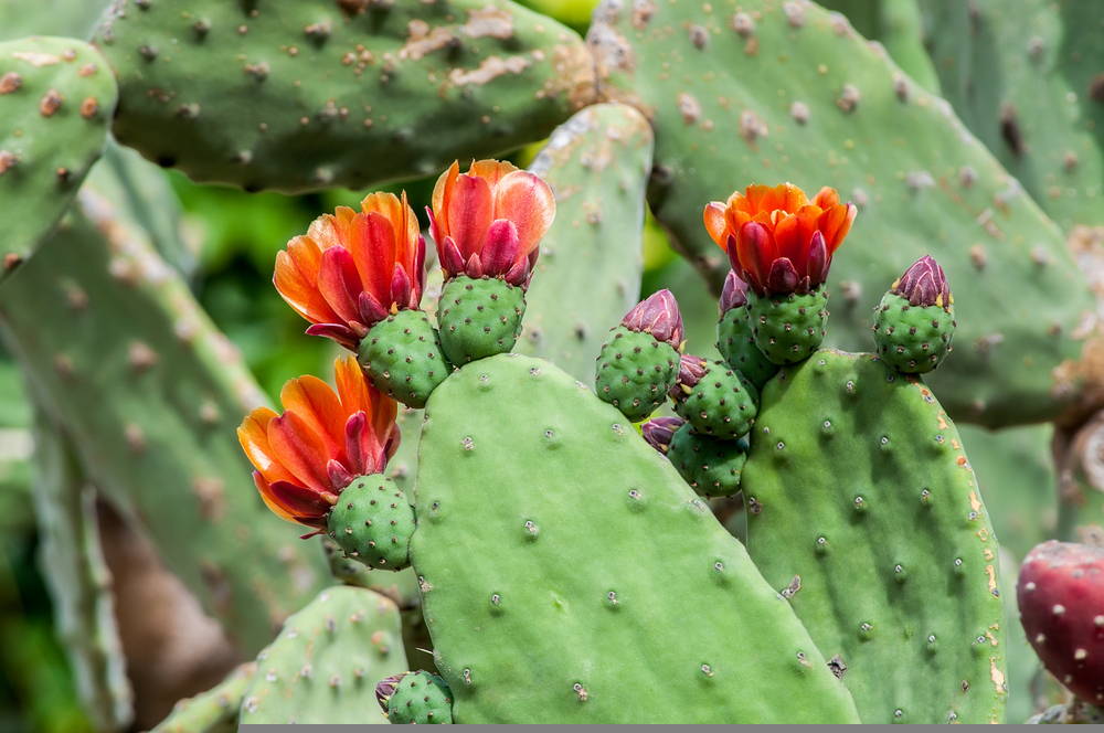 Opuntia 1 – Leaf Landscape Supply