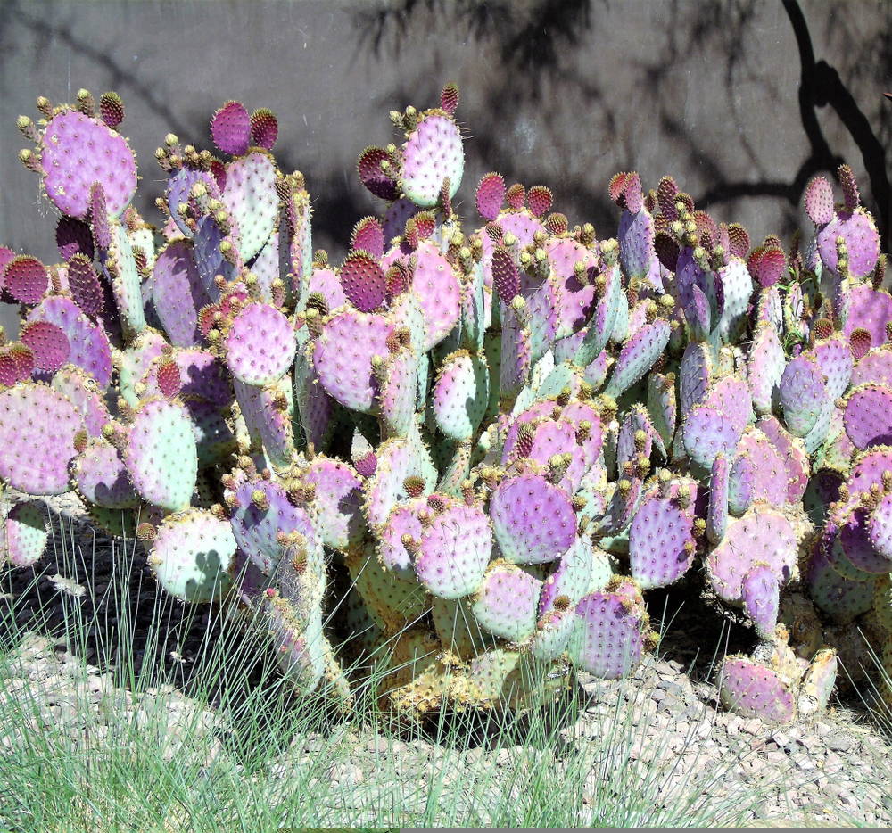 Opuntia 2 – Leaf Landscape Supply