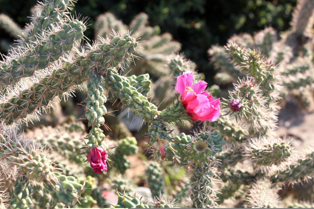 Opuntia 3 – Leaf Landscape Supply