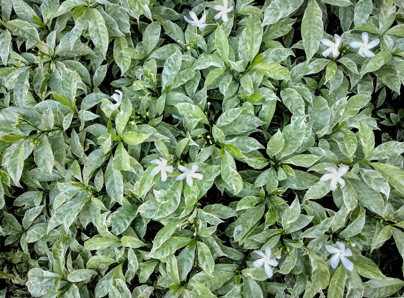 Asian Jasmine 1 – Leaf Landscape Supply