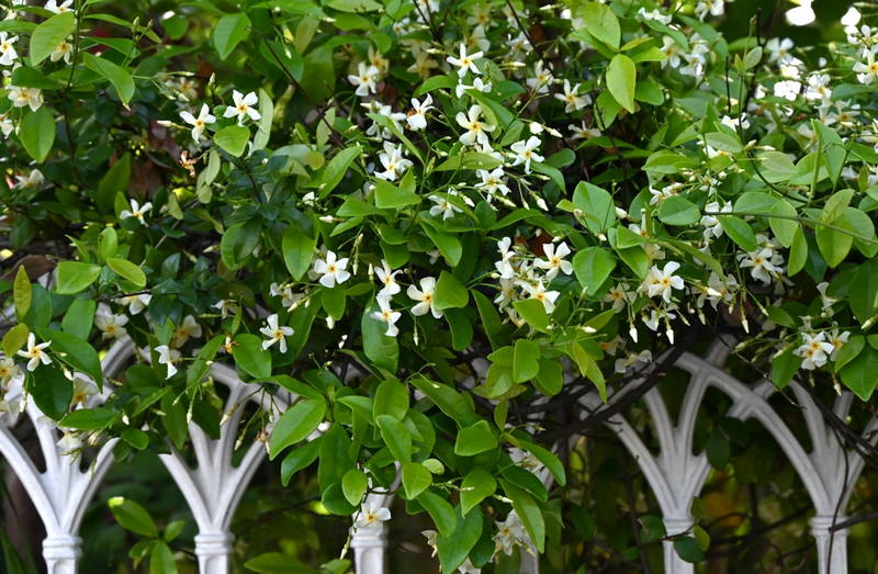 Asian Jasmine 2 – Leaf Landscape Supply