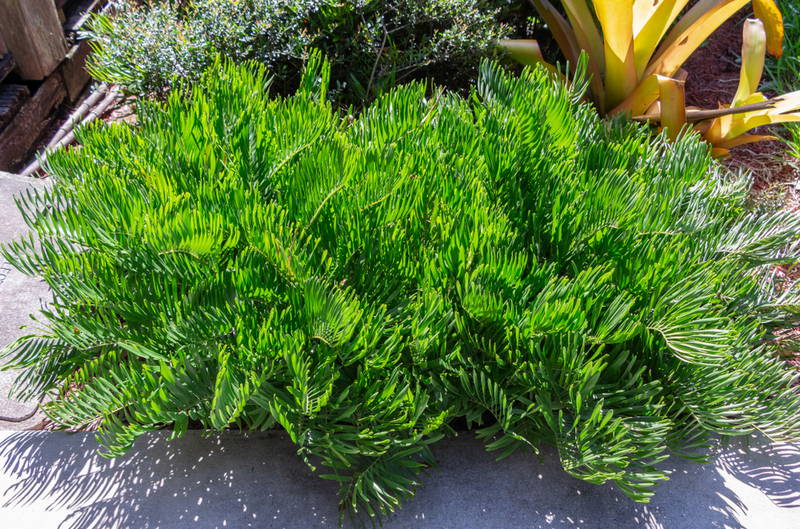 Austin Watering Guide 3 – Leaf Landscape Supply