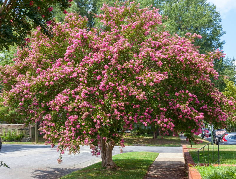 Austin Watering Guide 4 – Leaf Landscape Supply
