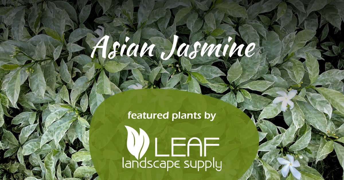 Asian Jasmine