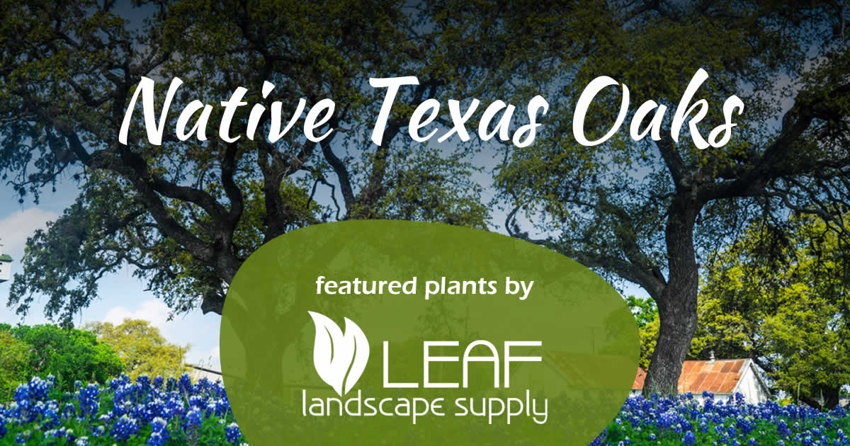 Native Texas Oak Trees