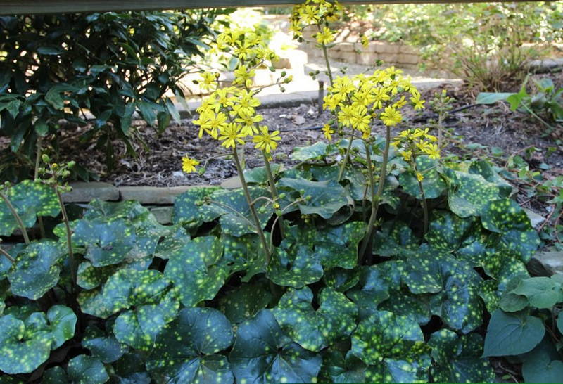 Leopard Plant 1 – Leaf Landscape Supply