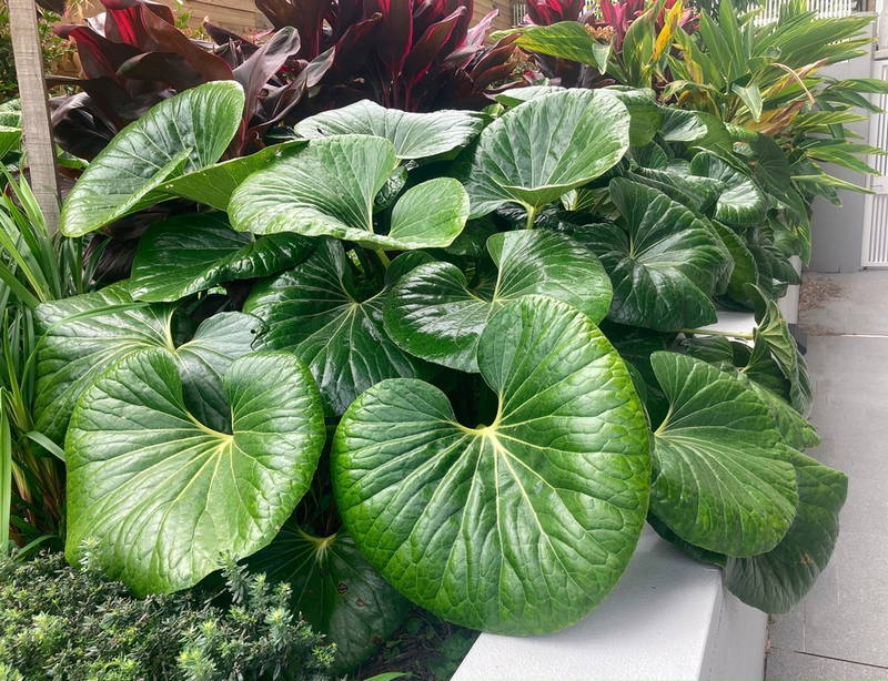 Leopard Plant 2 – Leaf Landscape Supply