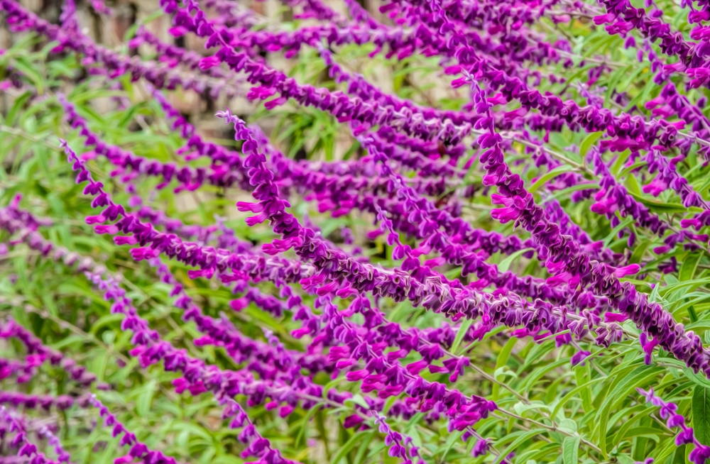 Mexican Bush Sage 2 – Leaf Landscape Supply