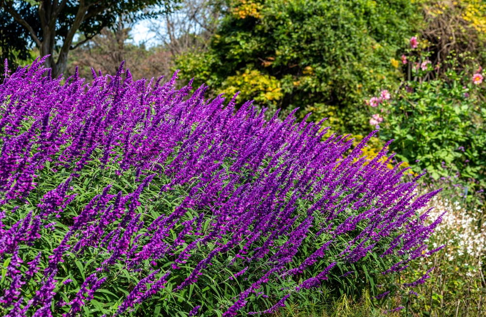Mexican Bush Sage 3 – Leaf Landscape Supply