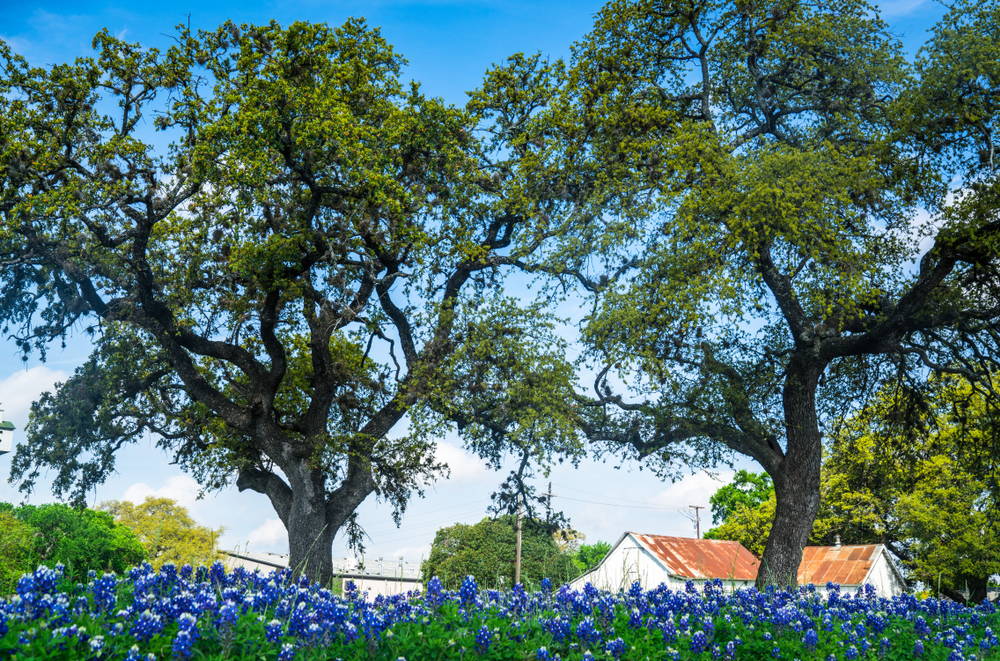 Native Texas Oak Trees 1 – Leaf Landscape Supply