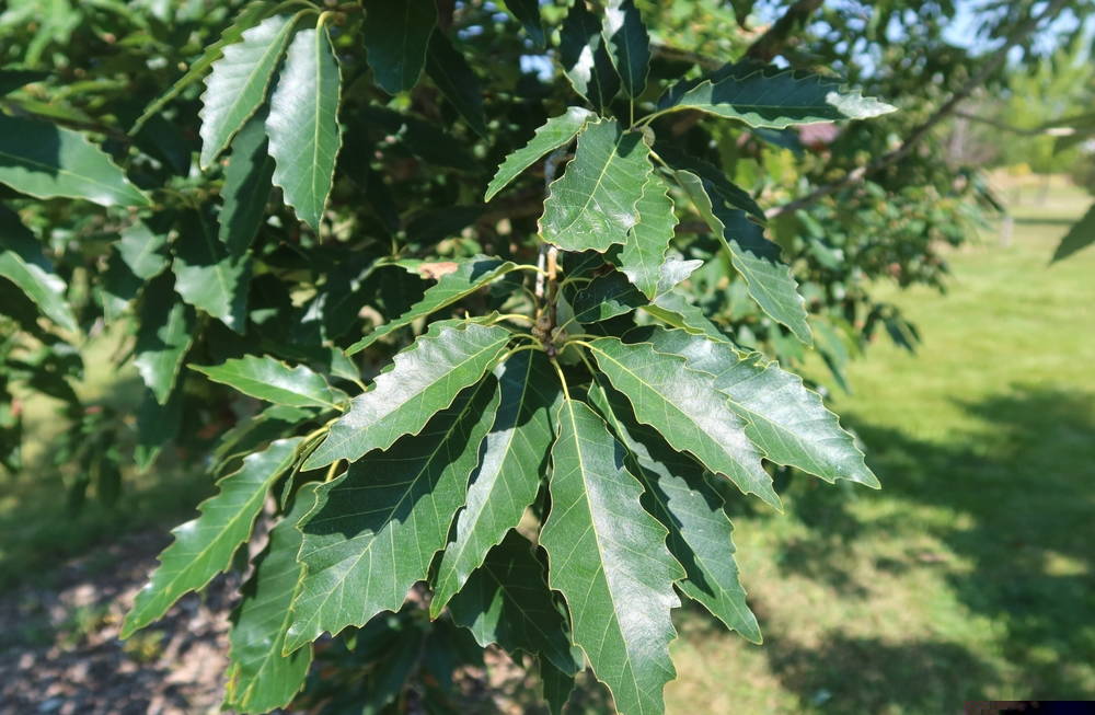 Native Texas Oak Trees 3 – Leaf Landscape Supply
