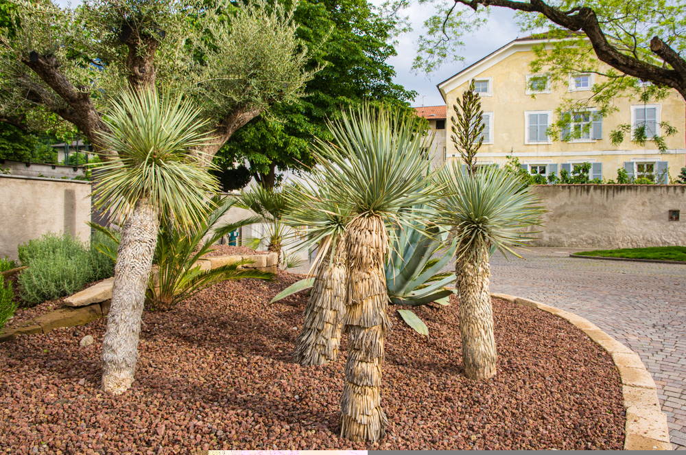 Yucca Rostrata 1 – Leaf Landscape Supply