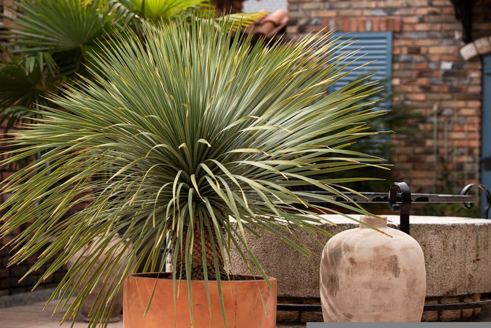 Yucca Rostrata 2 – Leaf Landscape Supply