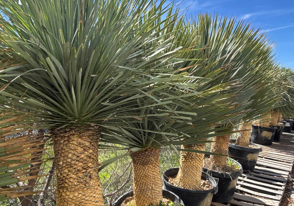 Yucca Rostrata 3 – Leaf Landscape Supply