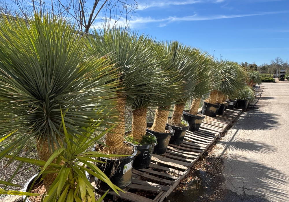 Yucca Rostrata 4 – Leaf Landscape Supply