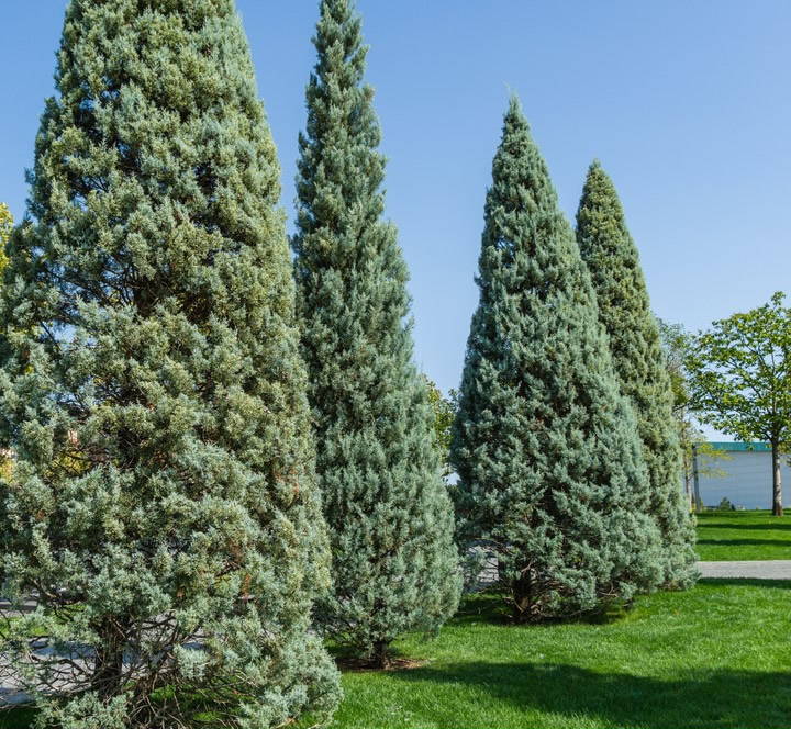 Arizona Cypress 1 – Leaf Landscape Supply