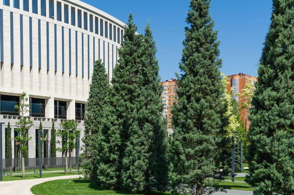 Arizona Cypress 2 – Leaf Landscape Supply