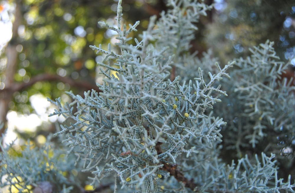 Arizona Cypress 3 – Leaf Landscape Supply