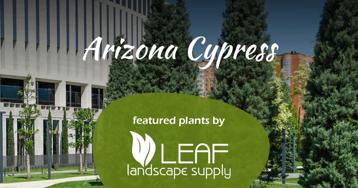 Arizona Cypress