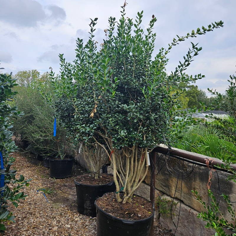 Burford Holly 1 rotated e1762180965299 – Leaf Landscape Supply