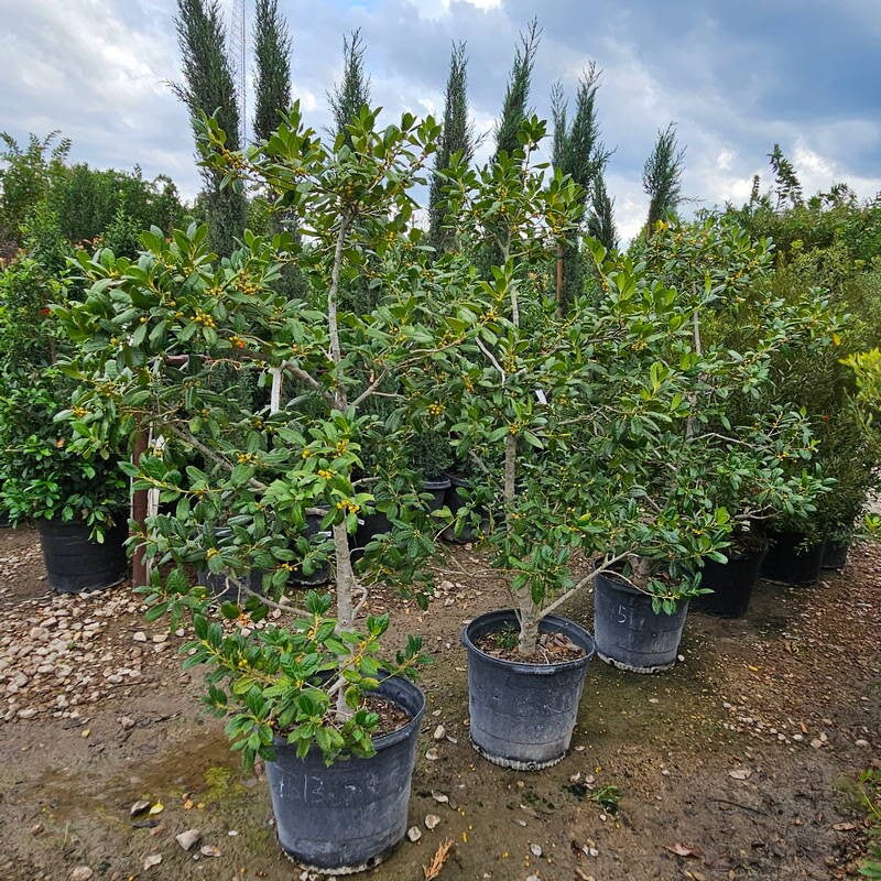 Burford Holly 2 rotated e1762180946623 – Leaf Landscape Supply