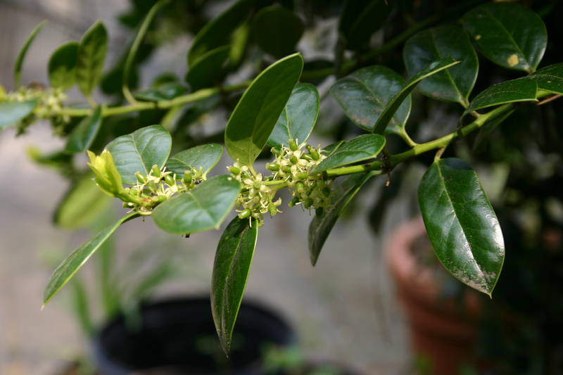 Burford Holly 3 – Leaf Landscape Supply