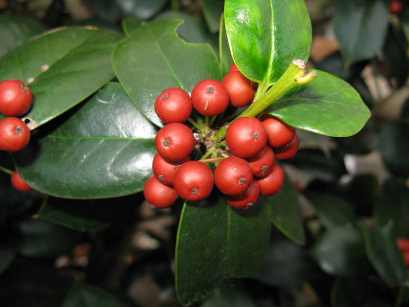 Burford Holly 4 – Leaf Landscape Supply