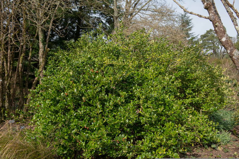 Burford Holly 5 – Leaf Landscape Supply