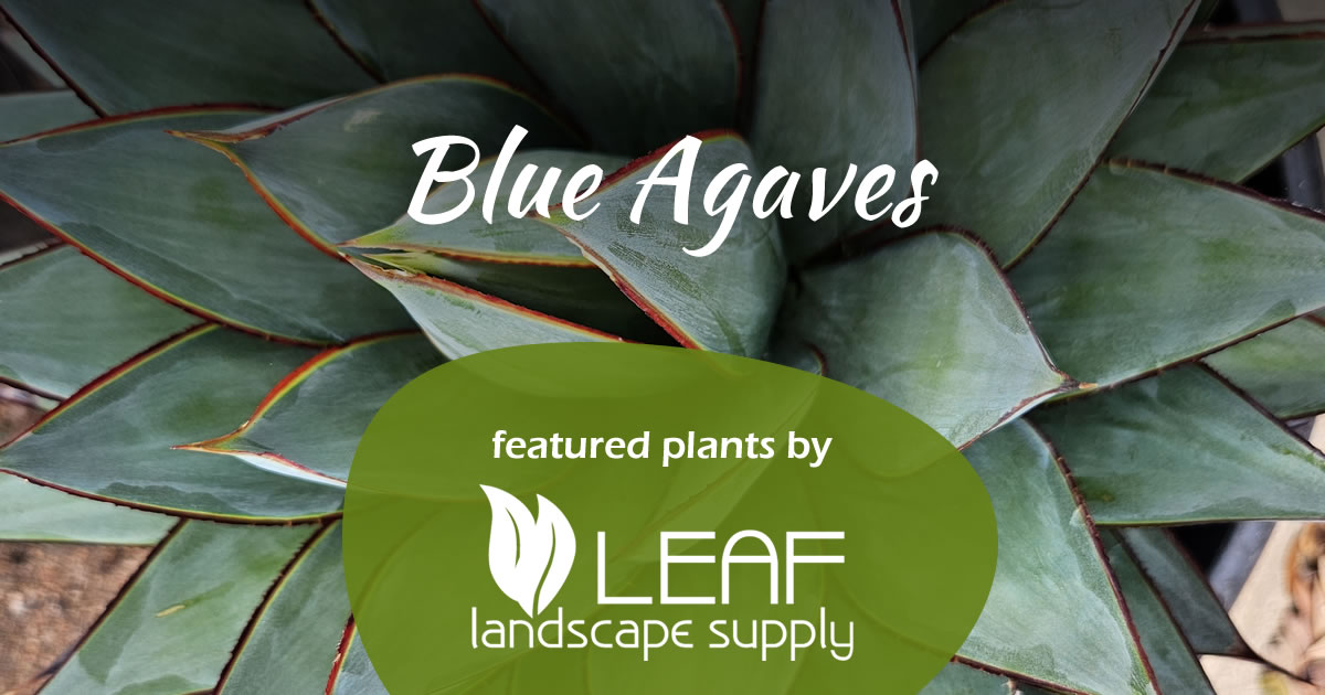 Blue Agaves