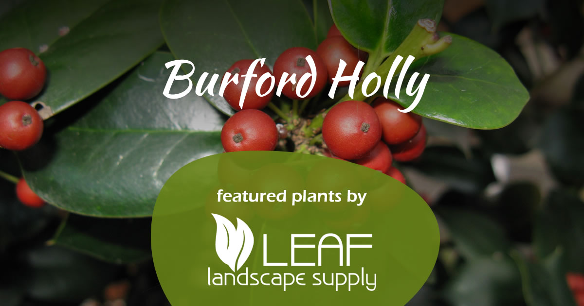 Burford Holly