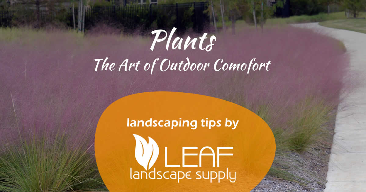 Plants – The Art of Outdoor Comfort