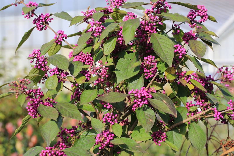 November Landscaping Tips 3 – Leaf Landscape Supply