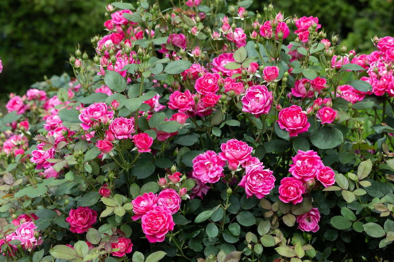 November MG Event 3 – Leaf Landscape Supply