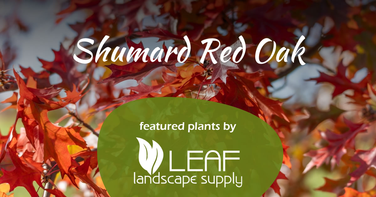 Shumard Red Oak
