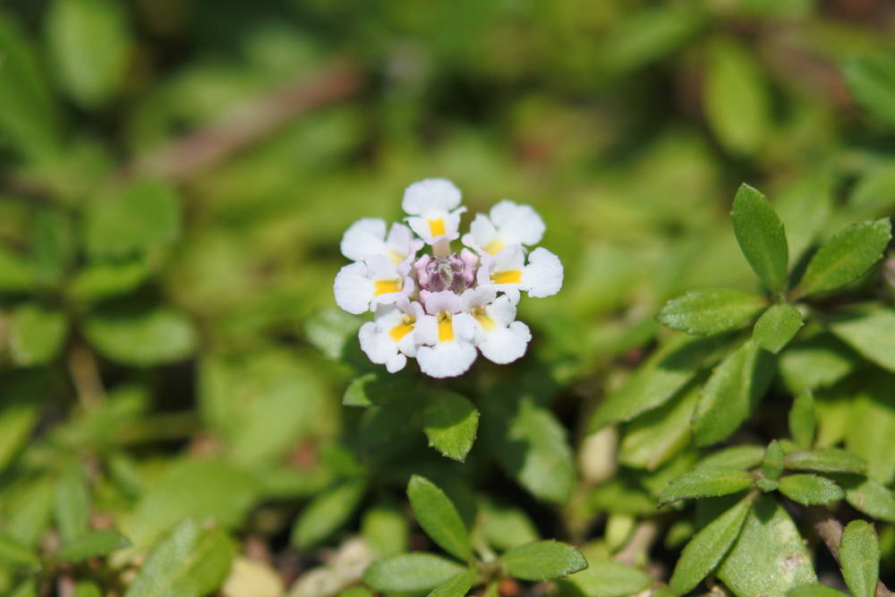 Landscaping Tips December 5 &ndash; Leaf Landscape Supply