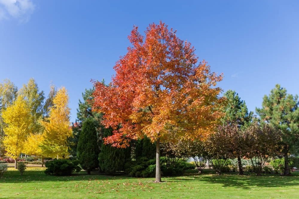 Shumard Red Oak 1 &ndash; Leaf Landscape Supply