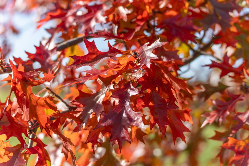 Shumard Red Oak 2 &ndash; Leaf Landscape Supply