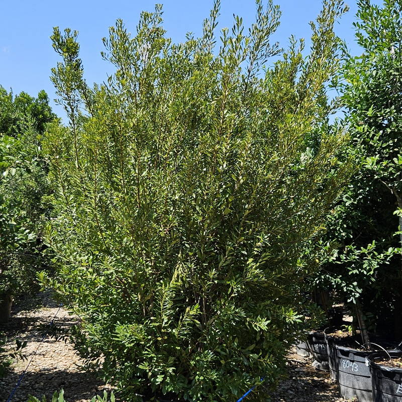 Wax Myrtle 1 &ndash; Leaf Landscape Supply