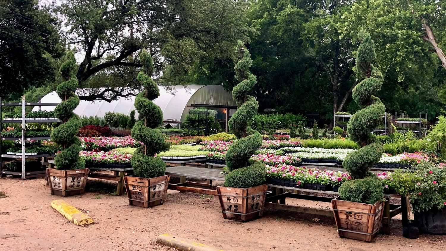 Wholesale Plant Nursery Landscape Supplier 1