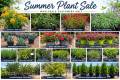 Summer Wholesale Plant Sale