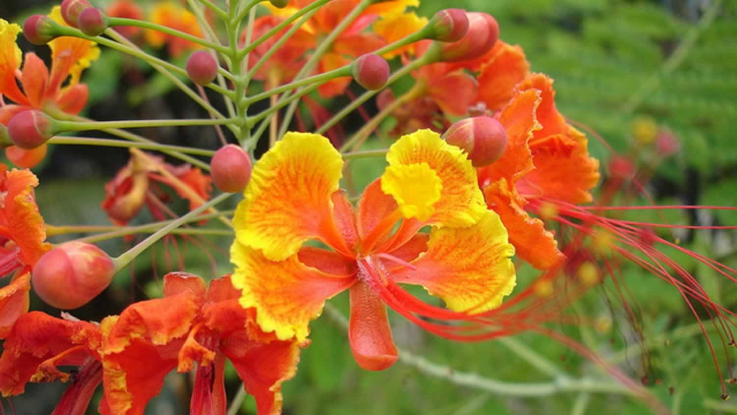 Wholesale Plant Nursery Landscape Supplier 2