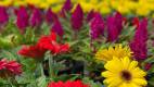 Seasonal Color is Arriving!
