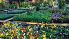 Fresh Winter Annuals in Stock!
