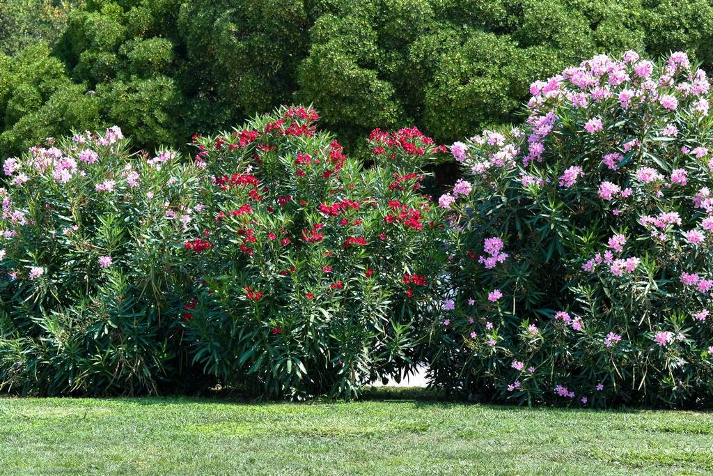 Oleander small – Leaf Landscape Supply