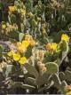 Dynamic Posts - Featured Plants