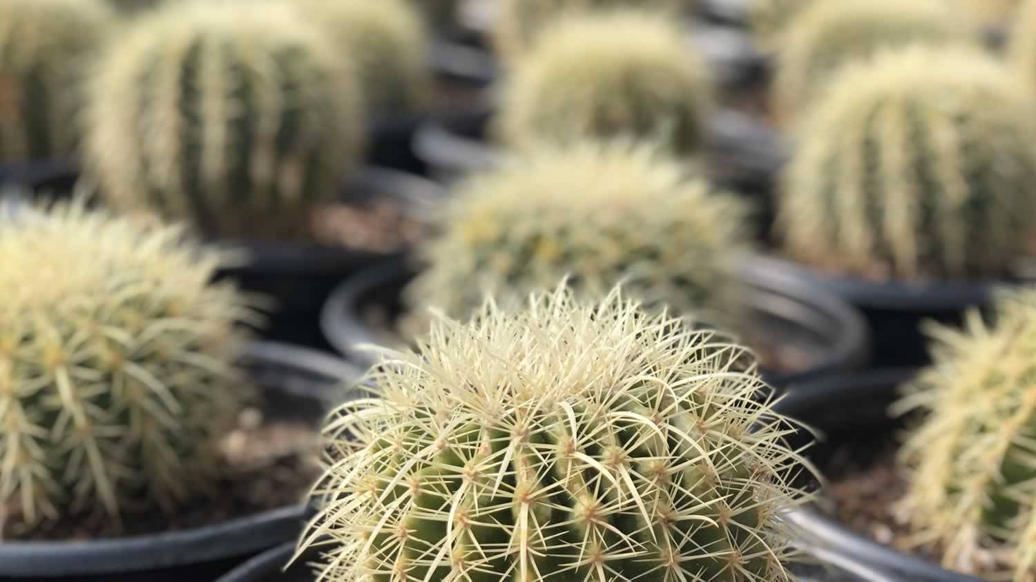 Wholesale Plant Nursery Landscape Supplier 1